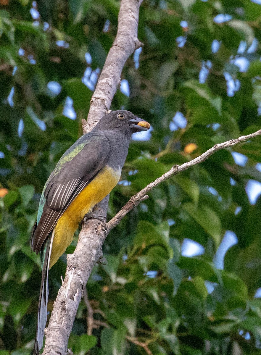 trogon žlutobřichý - ML137140461