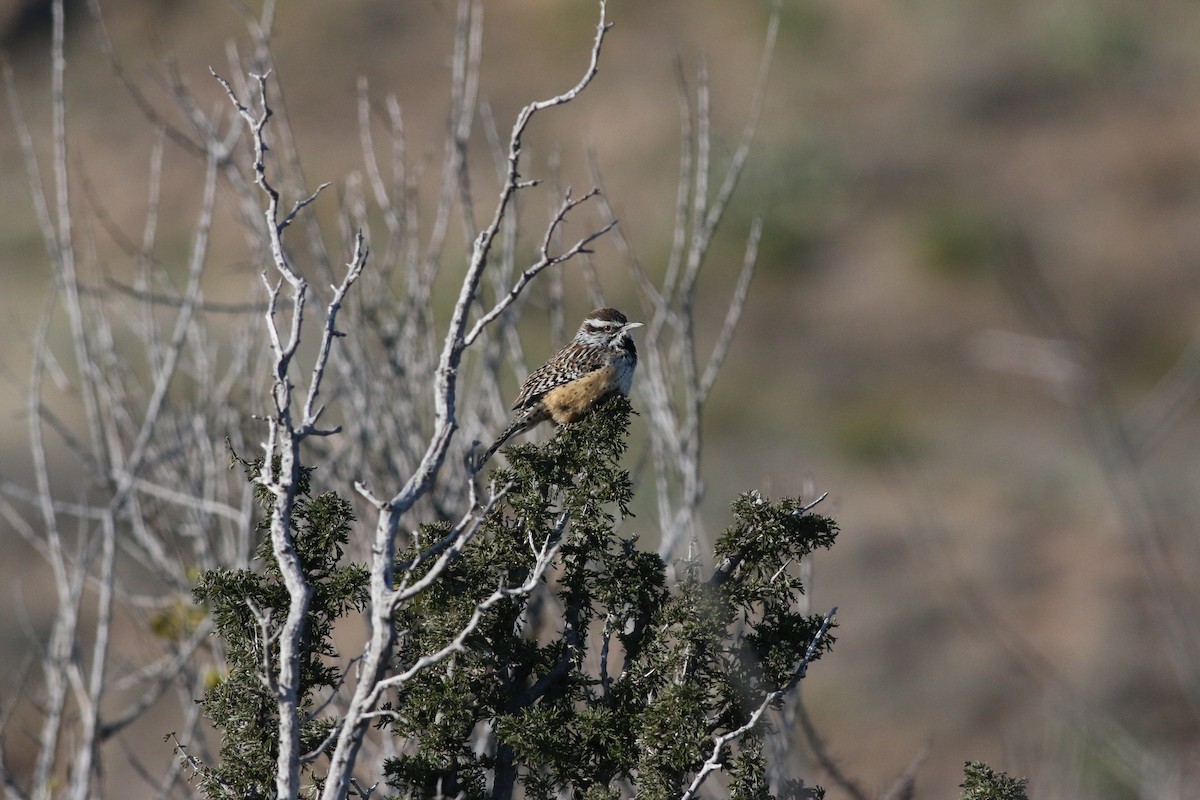 Cactus Wren - ML137141071