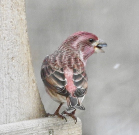 Purple Finch - ML137141521