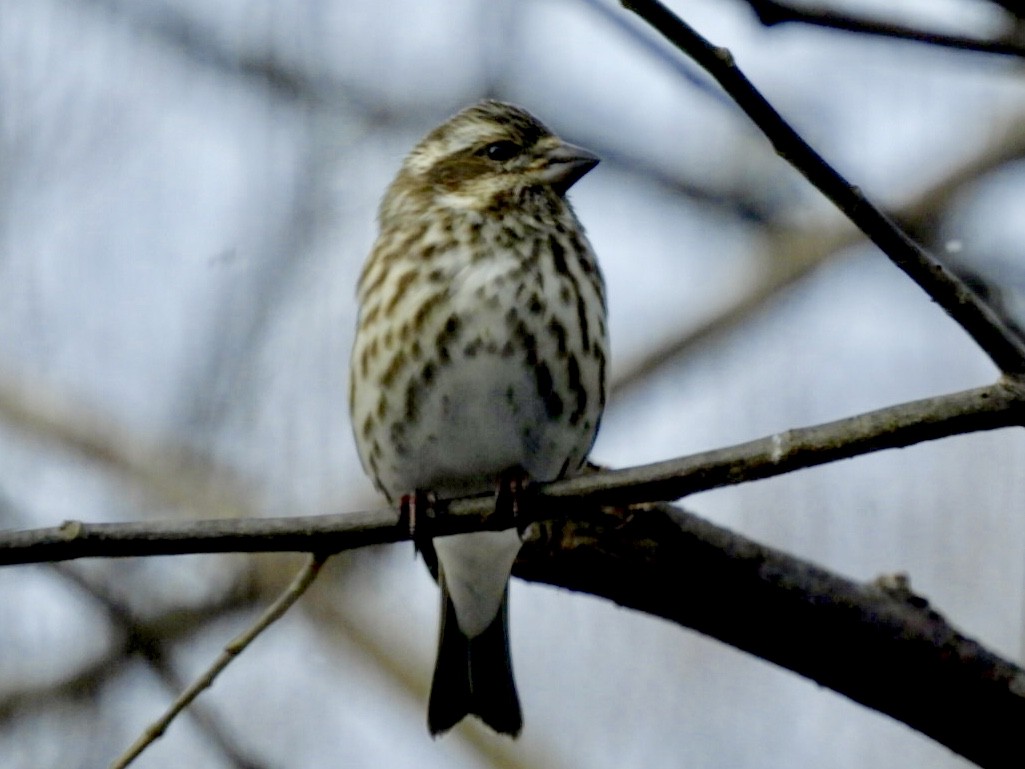 Purple Finch - ML137141531