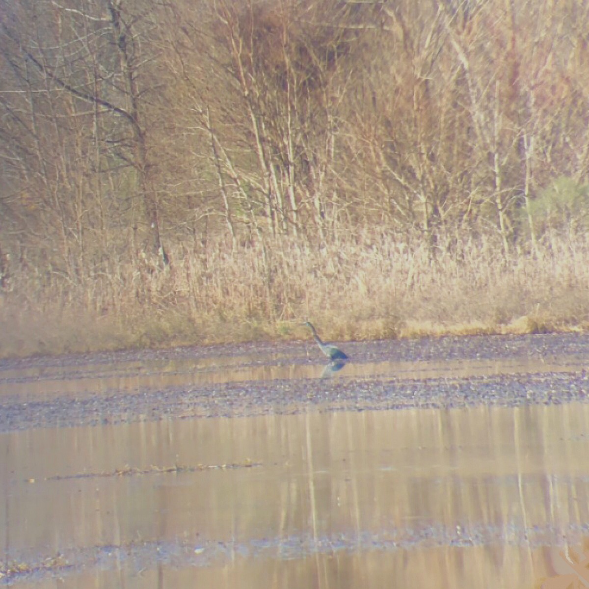 Tricolored Heron - ML137145441