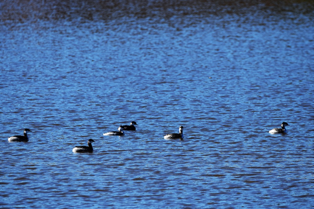 Horned Grebe - ML137147271