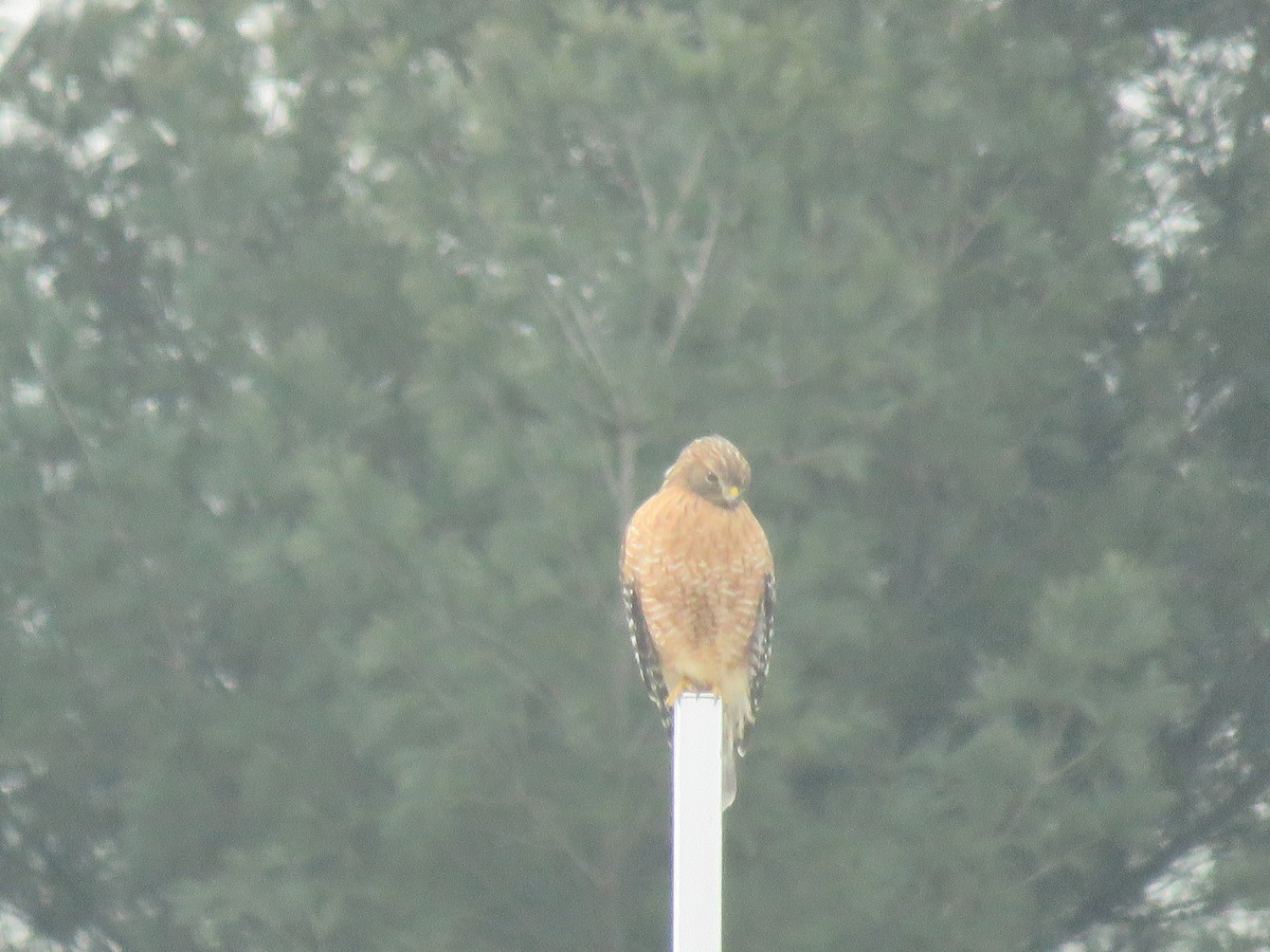 Red-shouldered Hawk - ML137147881