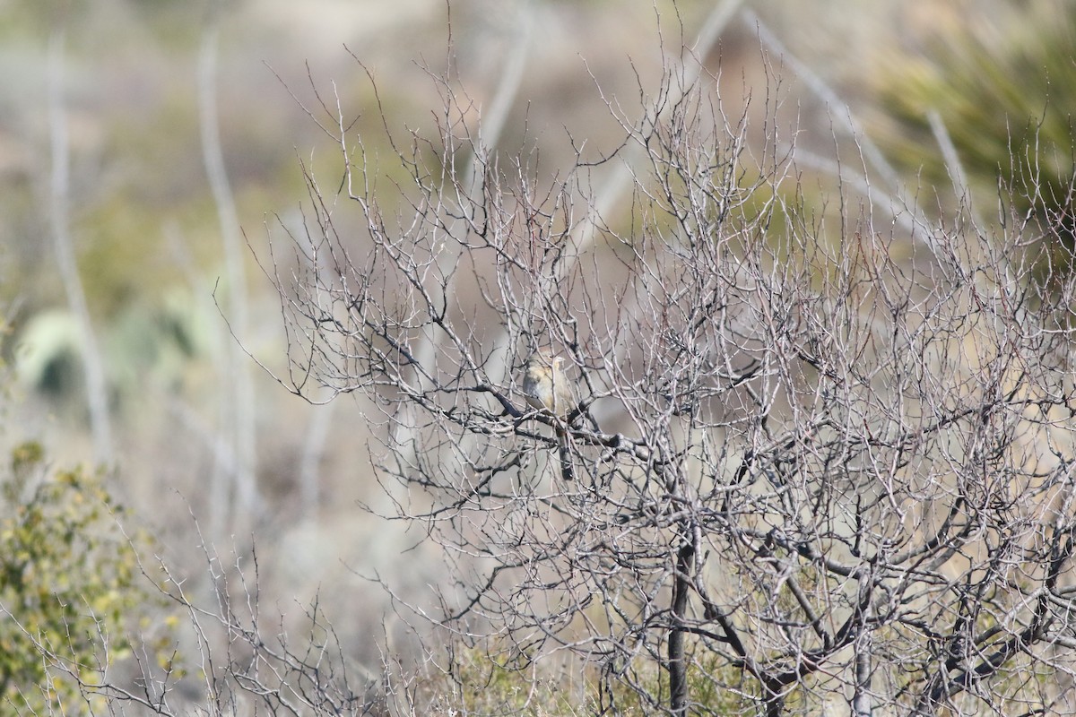 Canyon Towhee - ML137148851