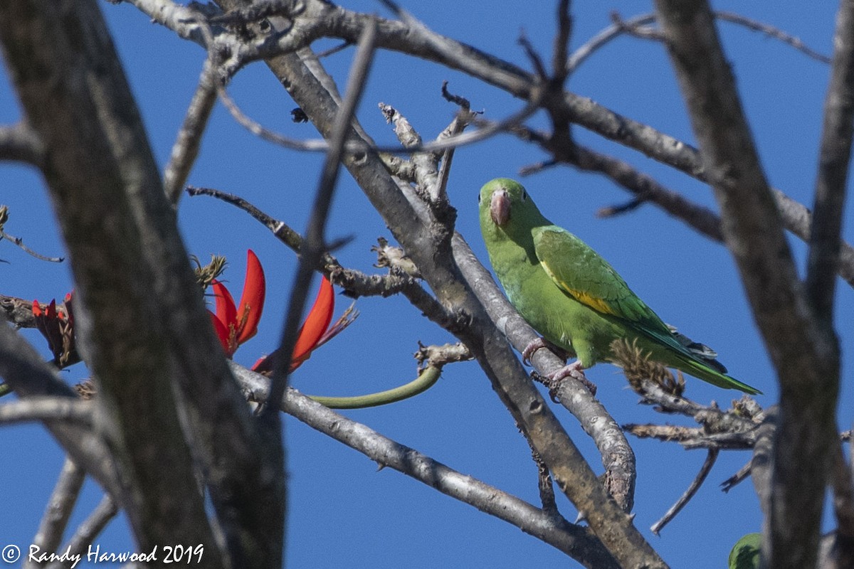 Yellow-chevroned Parakeet - ML137149201