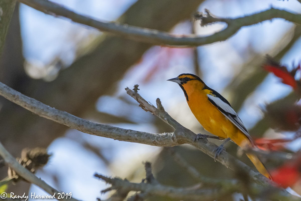 Bullock's Oriole - ML137149511