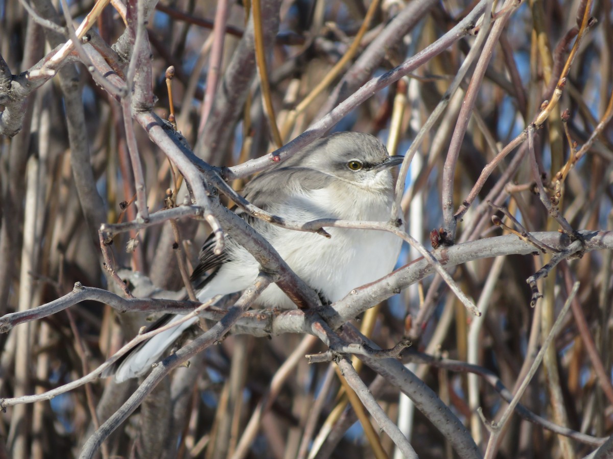 Northern Mockingbird - Katarzyna Kabacinska