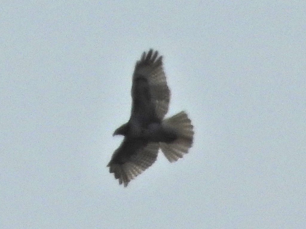 Red-tailed Hawk - Malcolm Mark Swan