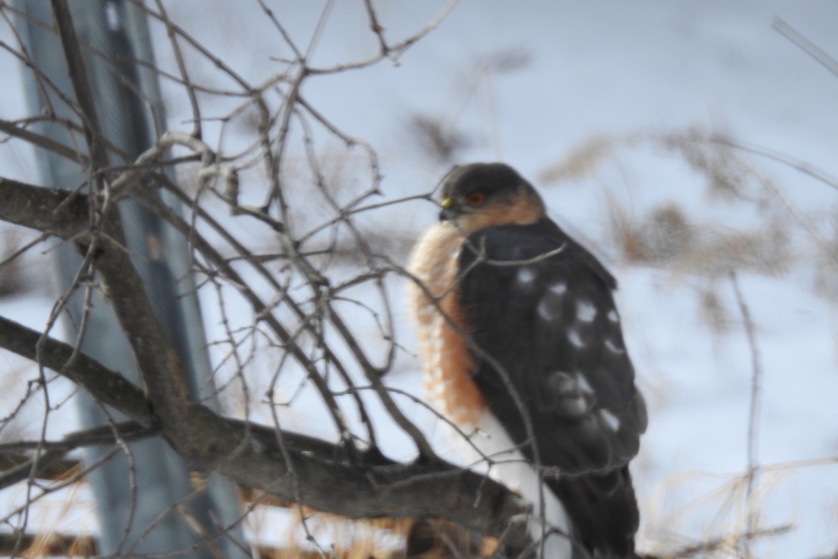 Sharp-shinned Hawk - Dan Belter