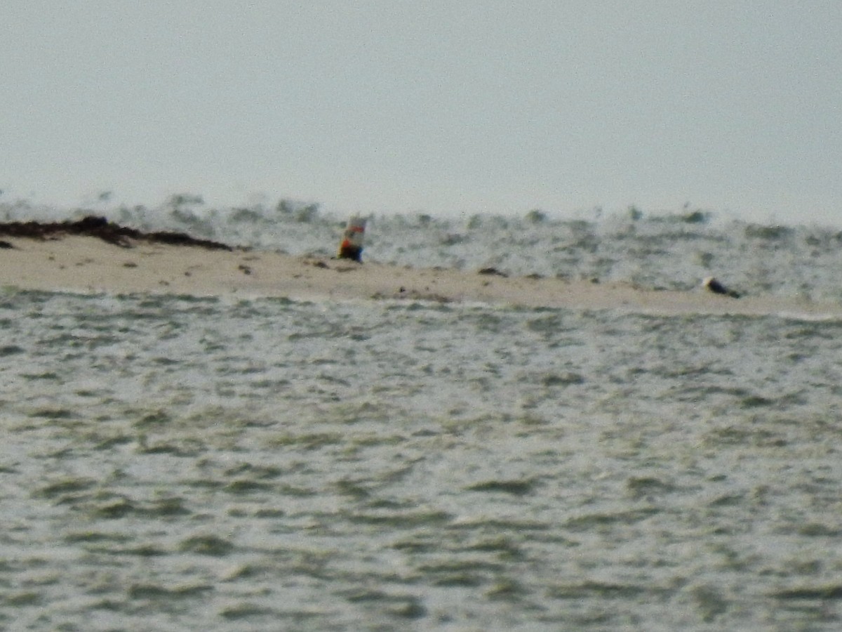 Great Black-backed Gull - ML137152791