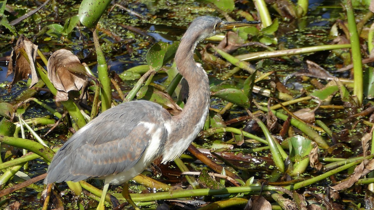 Tricolored Heron - ML137152851