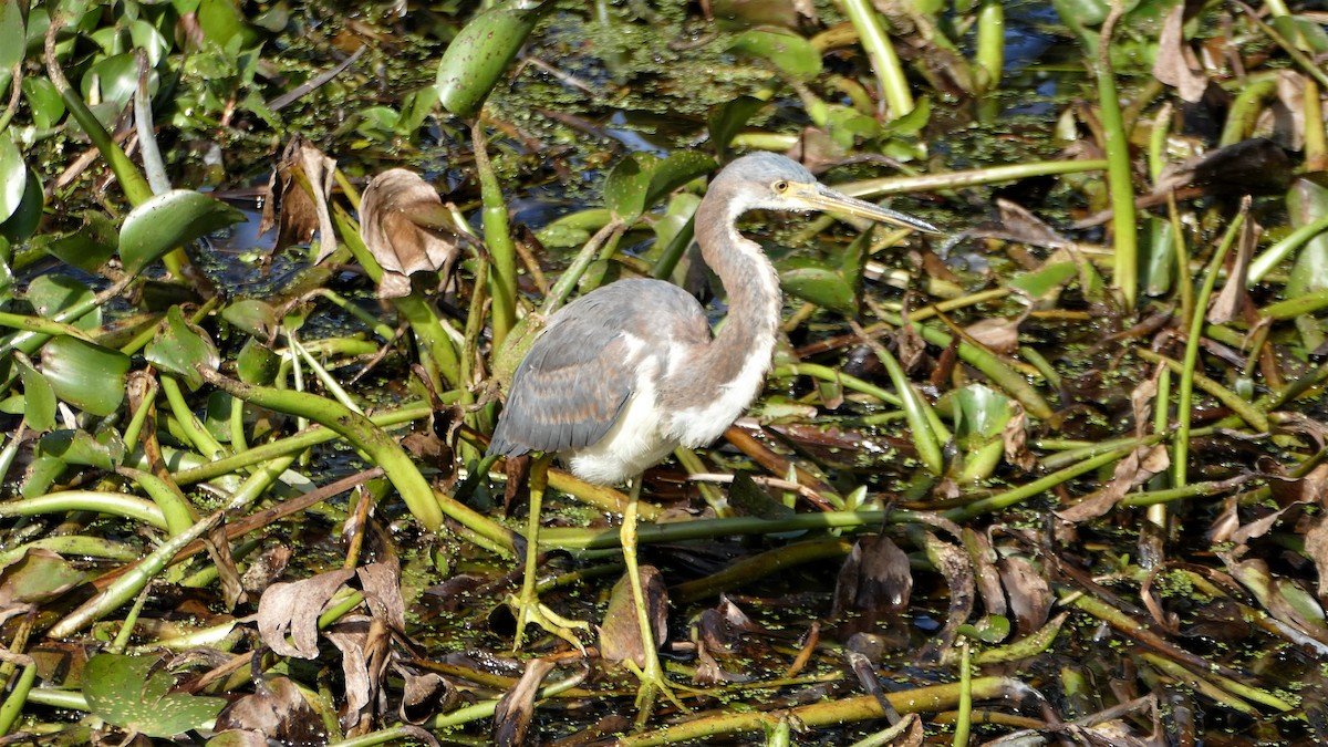 Tricolored Heron - ML137152881