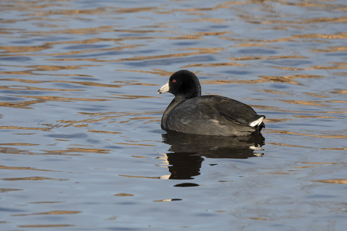 American Coot - ML137153051