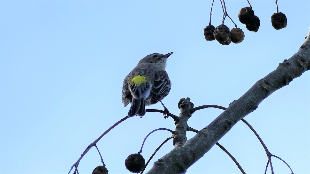 Yellow-rumped Warbler - John Hazlett