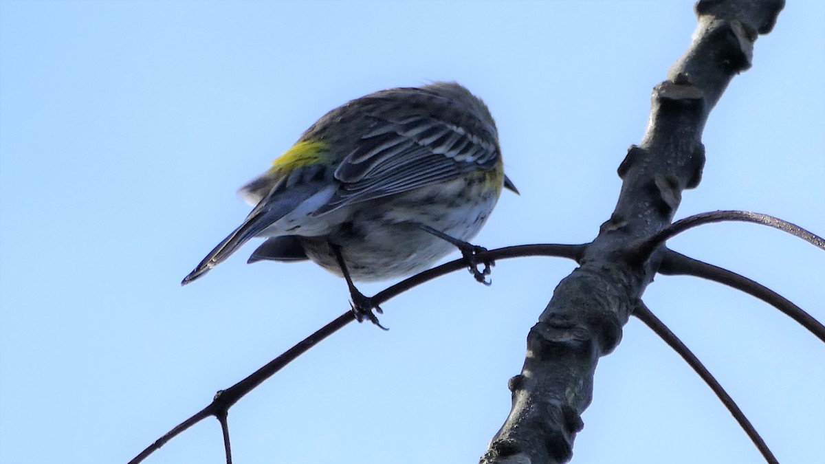 Yellow-rumped Warbler - ML137154391