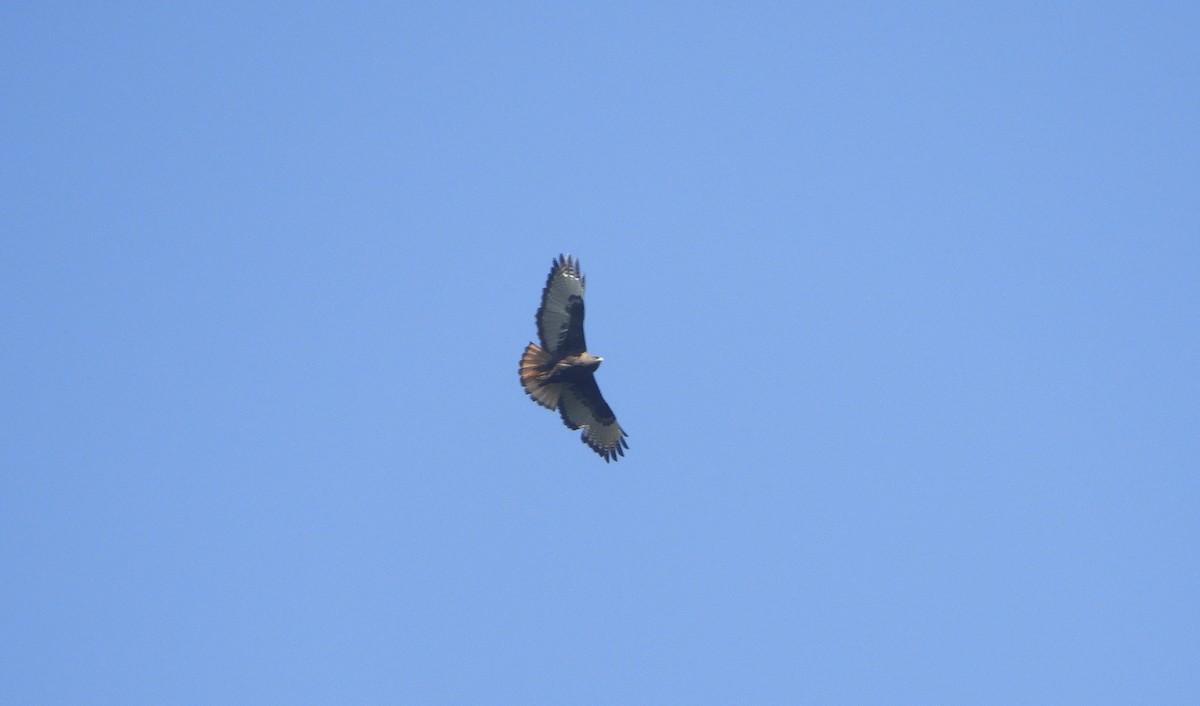 Red-tailed Hawk - ML137159511