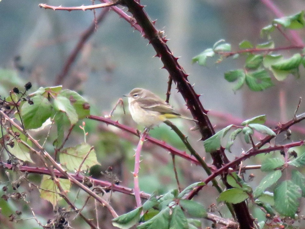 Palm Warbler - ML137159581