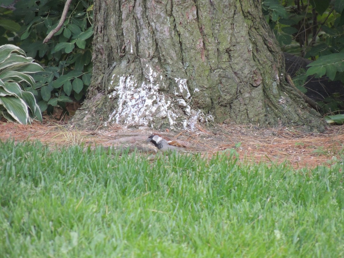 House Sparrow - Nathan Mast