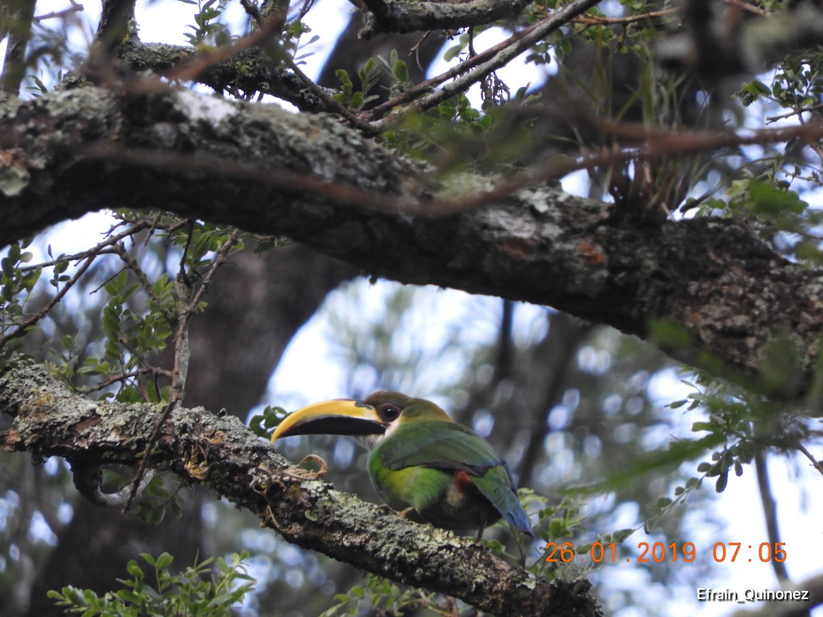 Northern Emerald-Toucanet - ML137160111