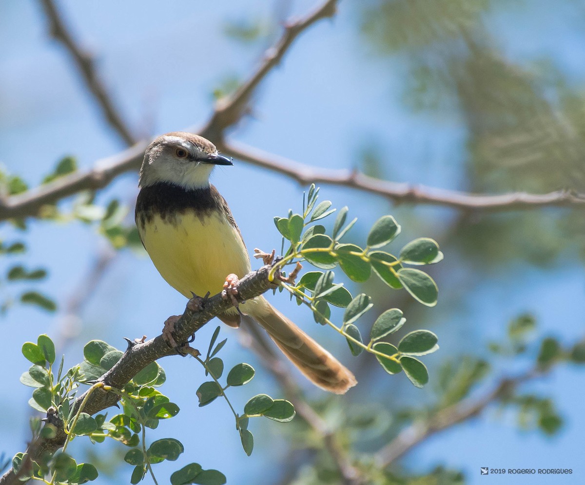 Black-chested Prinia - ML137161061