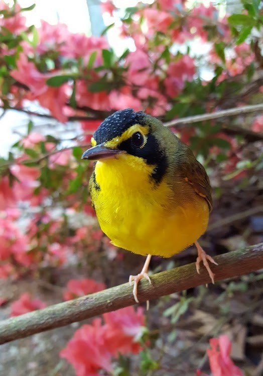 Kentucky Warbler - ML137161071