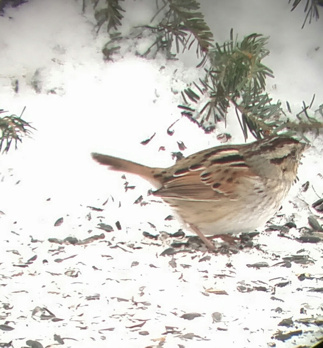 Swamp Sparrow - ML137161671