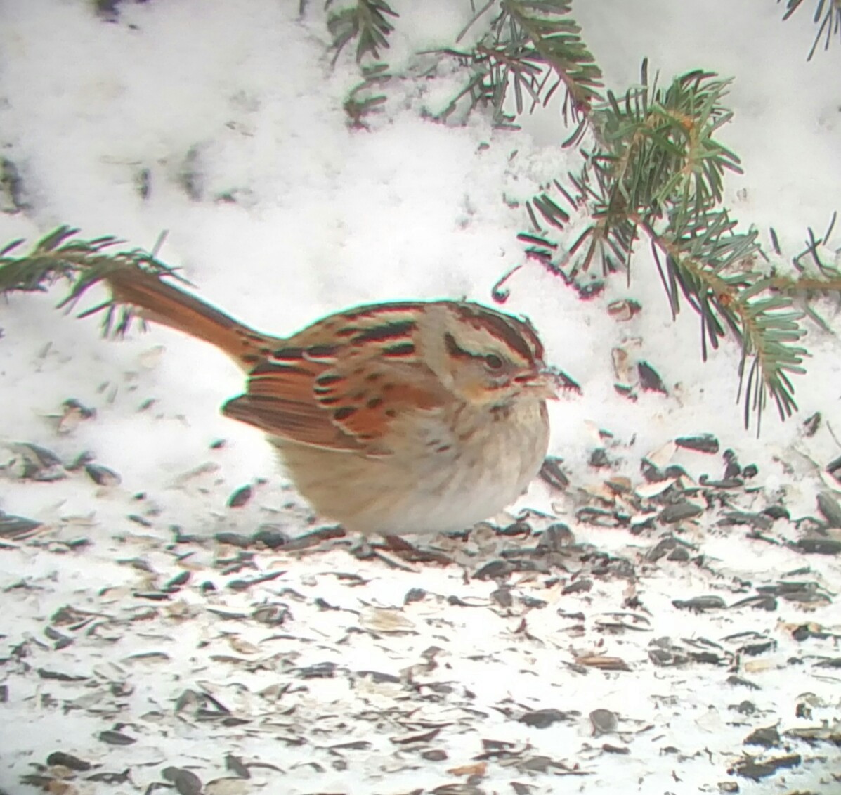 Swamp Sparrow - ML137161751