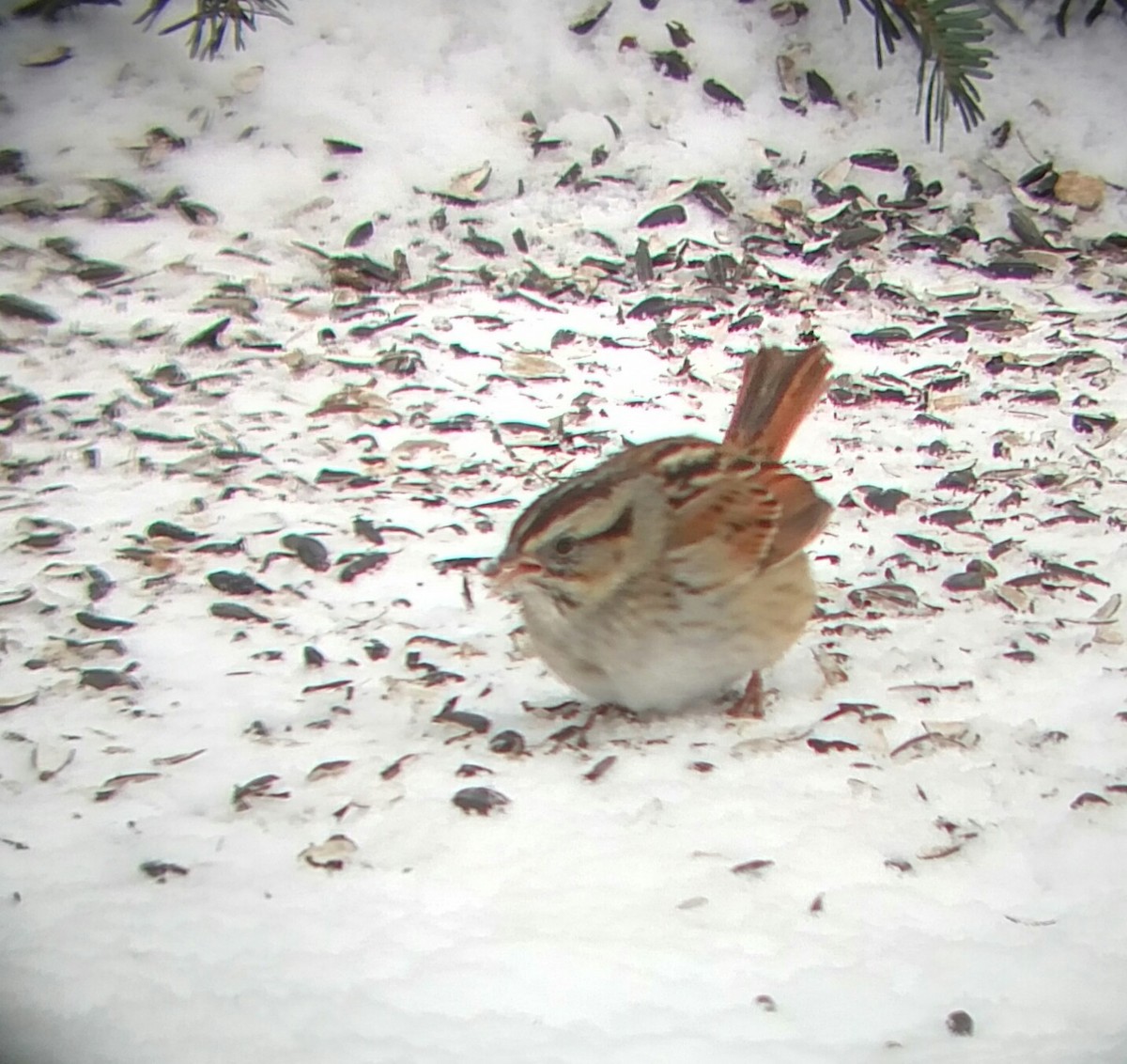 Swamp Sparrow - ML137161771
