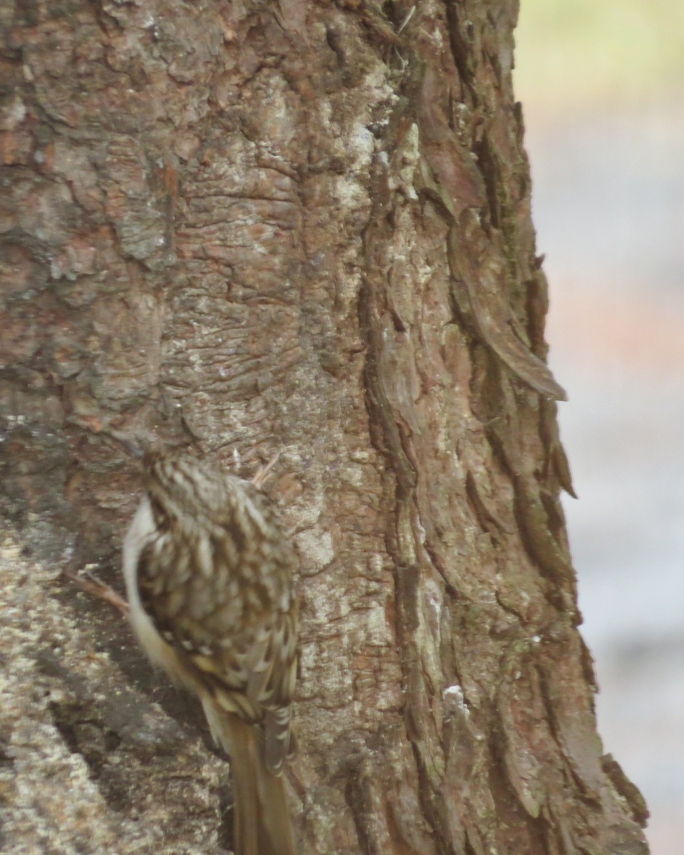 Brown Creeper - ML137162071