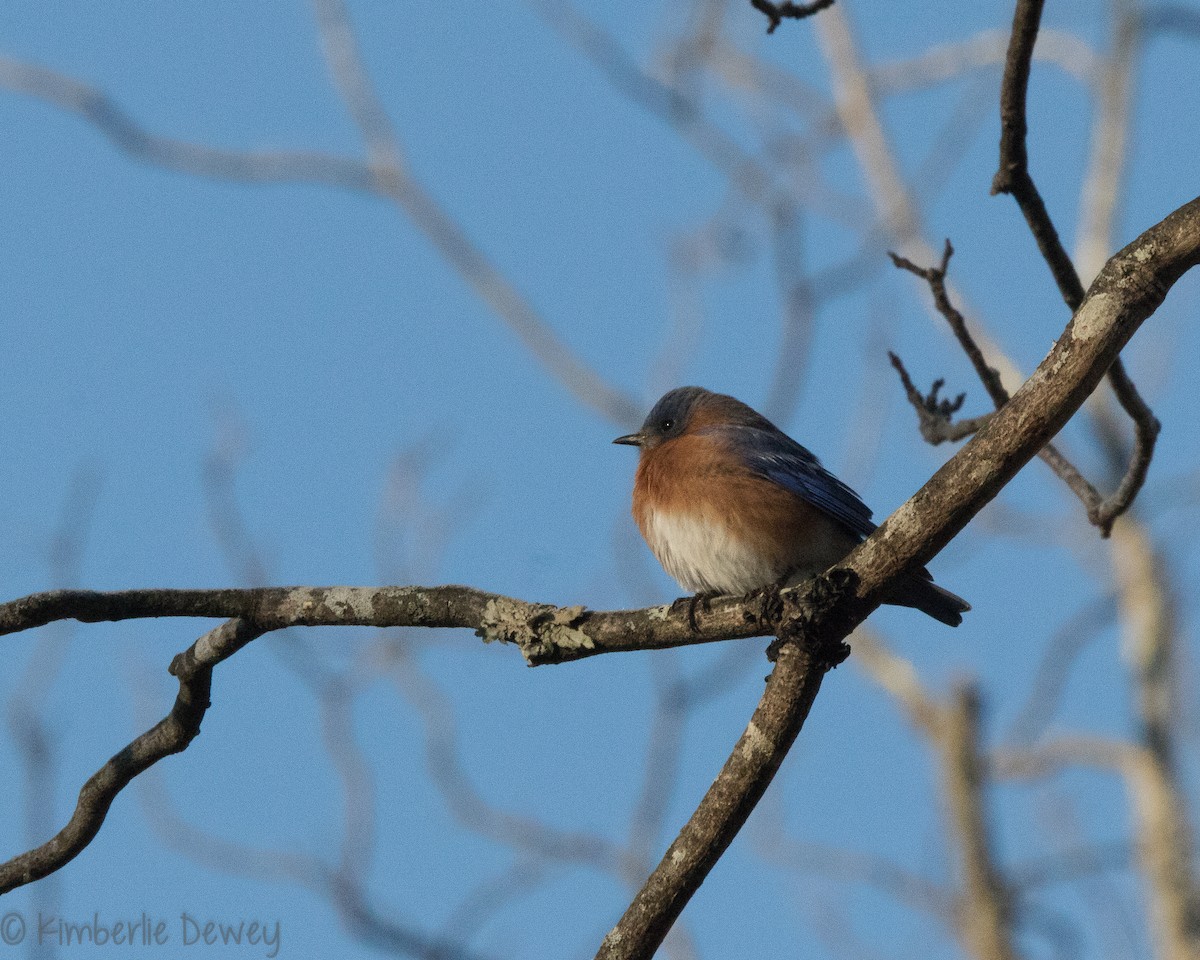 Eastern Bluebird - ML137164061