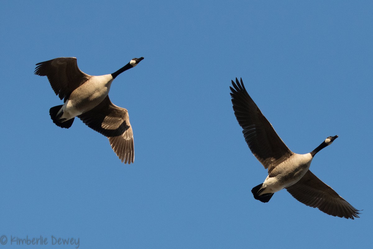 Canada Goose - ML137164201