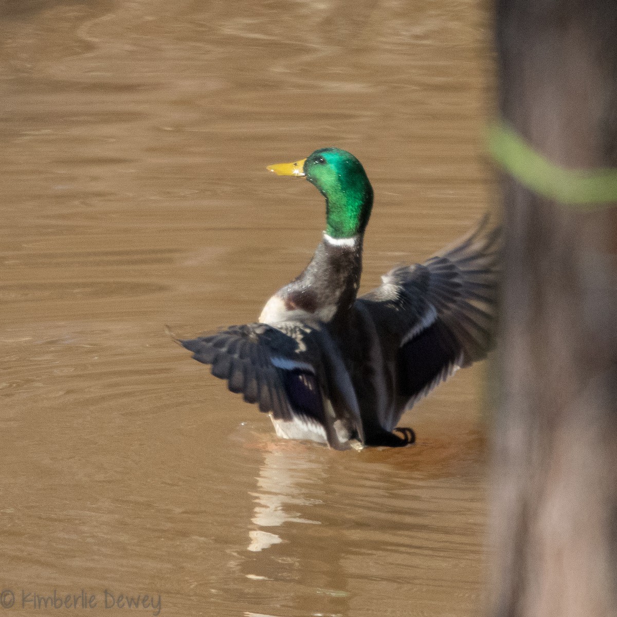 Mallard - ML137164551