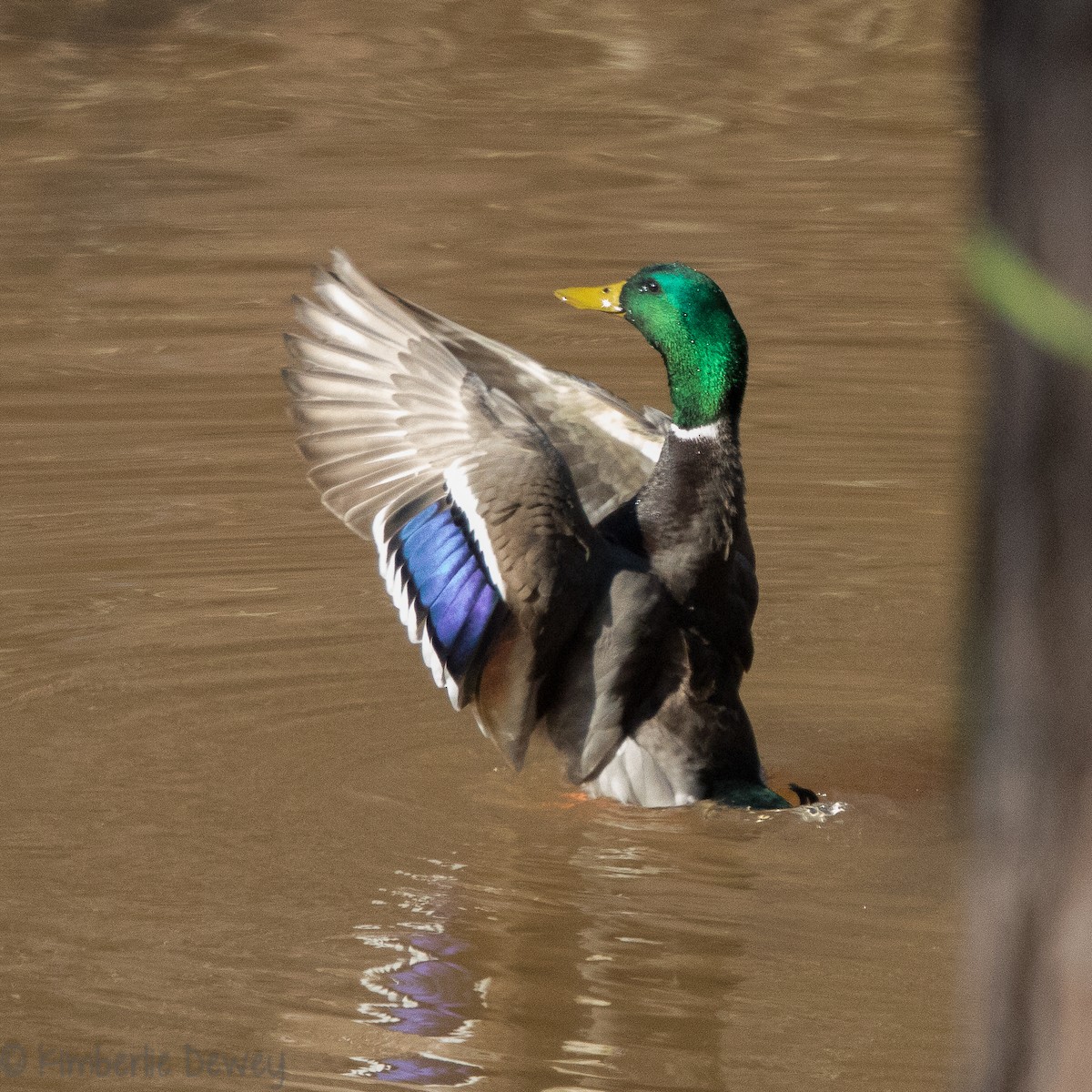 Mallard - ML137164561