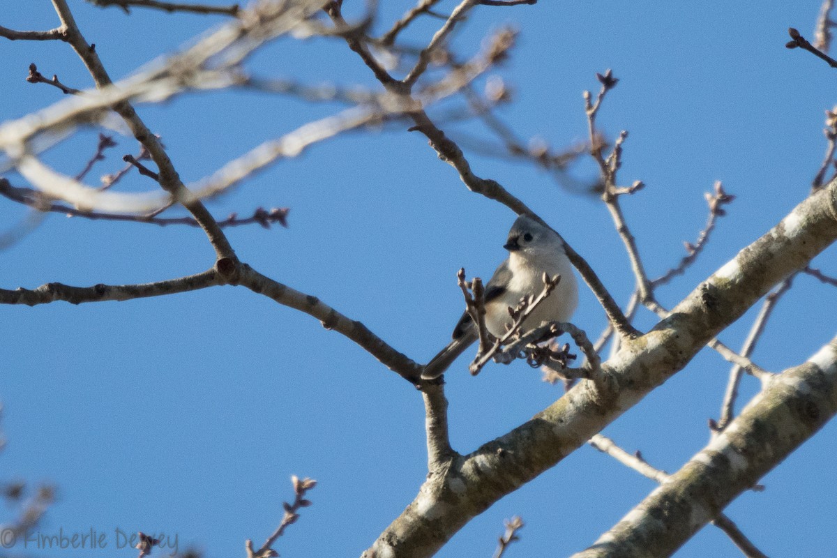 Tufted Titmouse - ML137164571