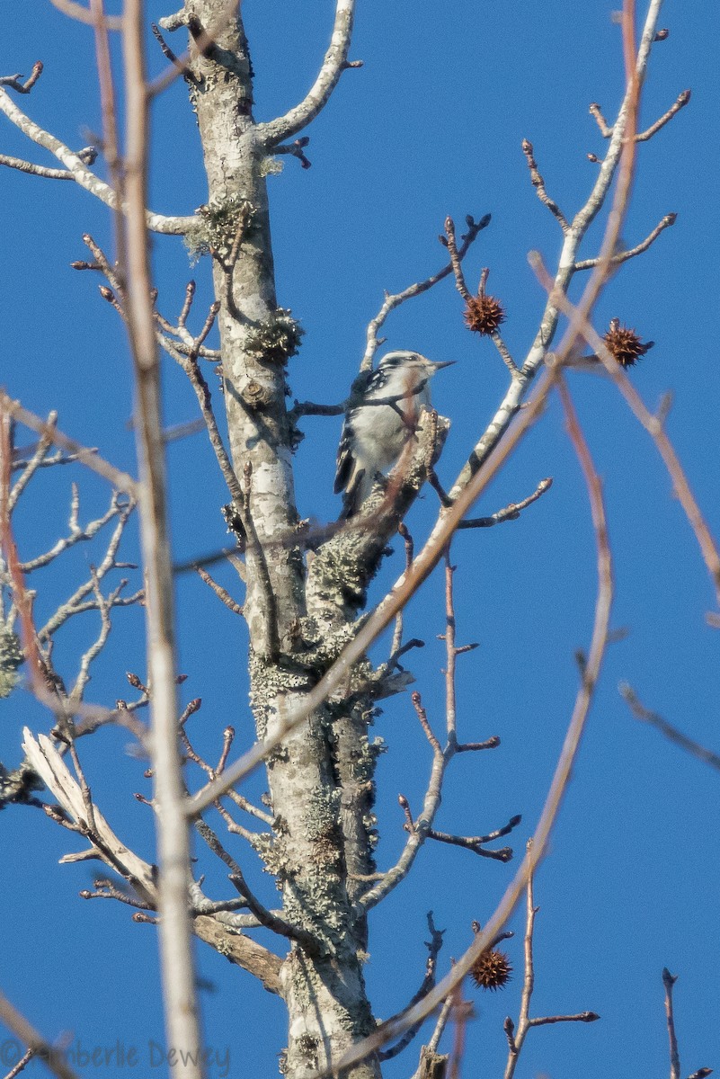 Hairy Woodpecker - ML137164641