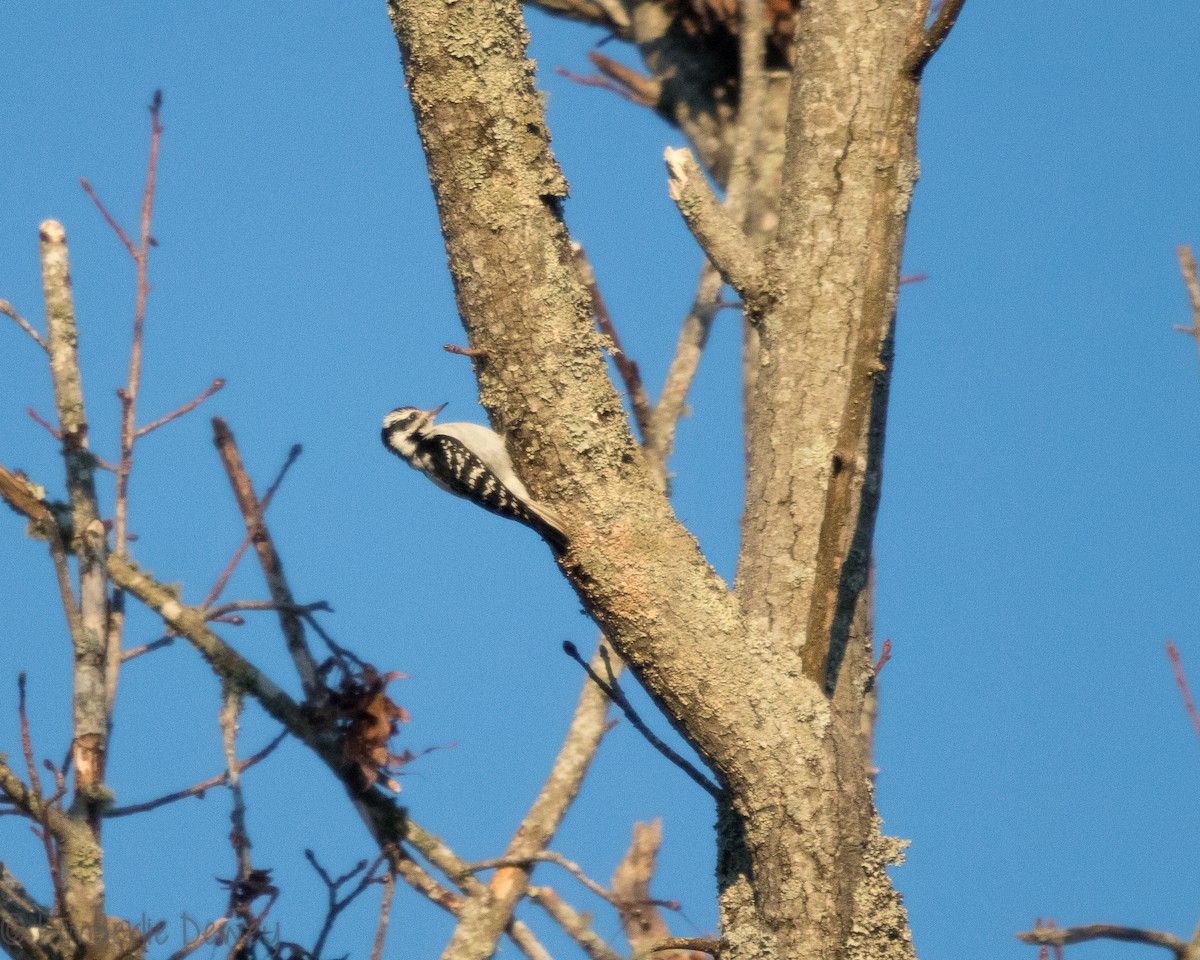 Hairy Woodpecker - ML137164651