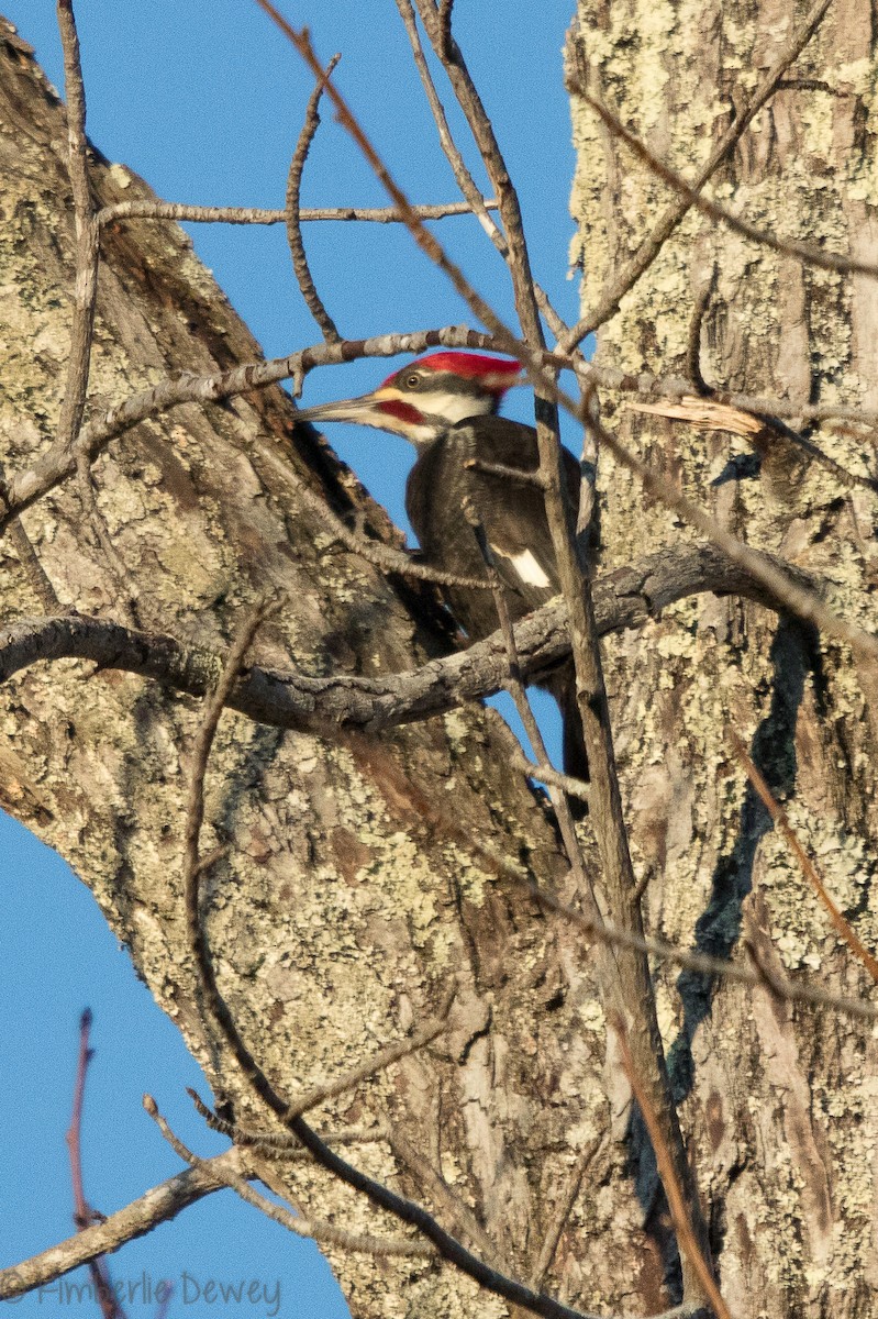 Pileated Woodpecker - ML137164661