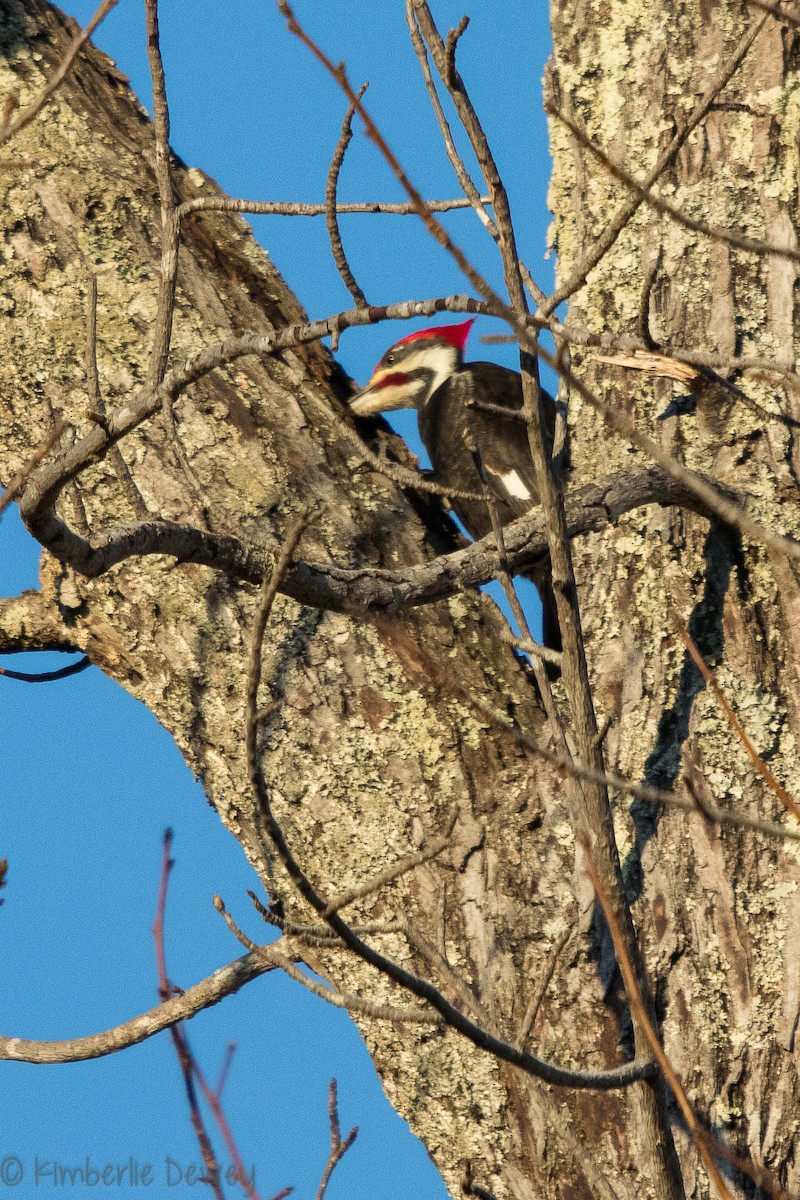 Pileated Woodpecker - ML137164671