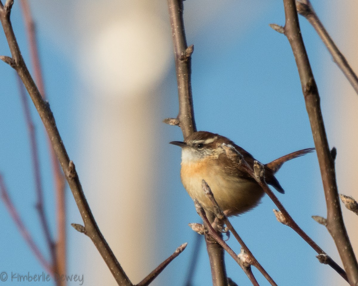 Carolina Wren - ML137164711