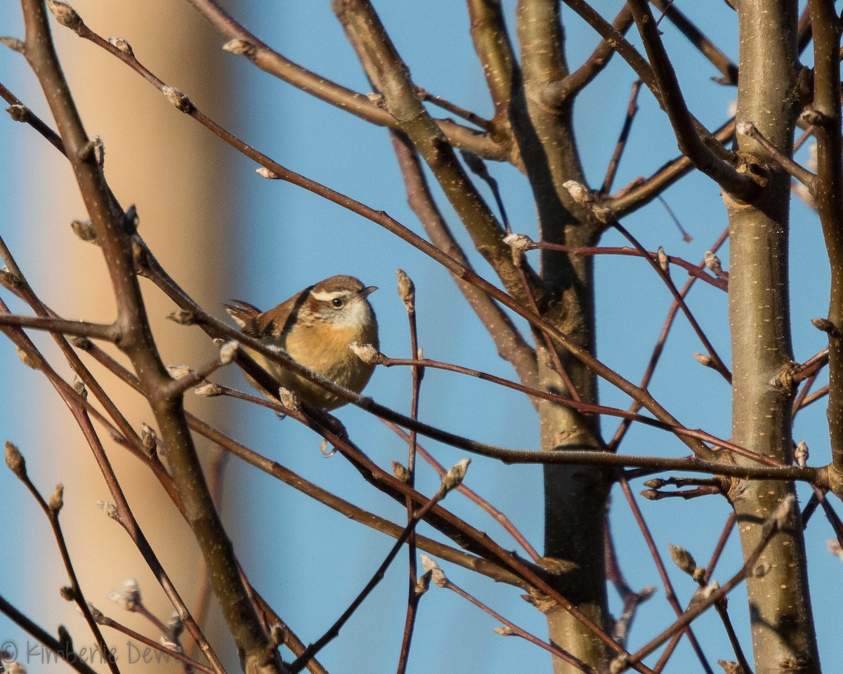 Carolina Wren - ML137164721