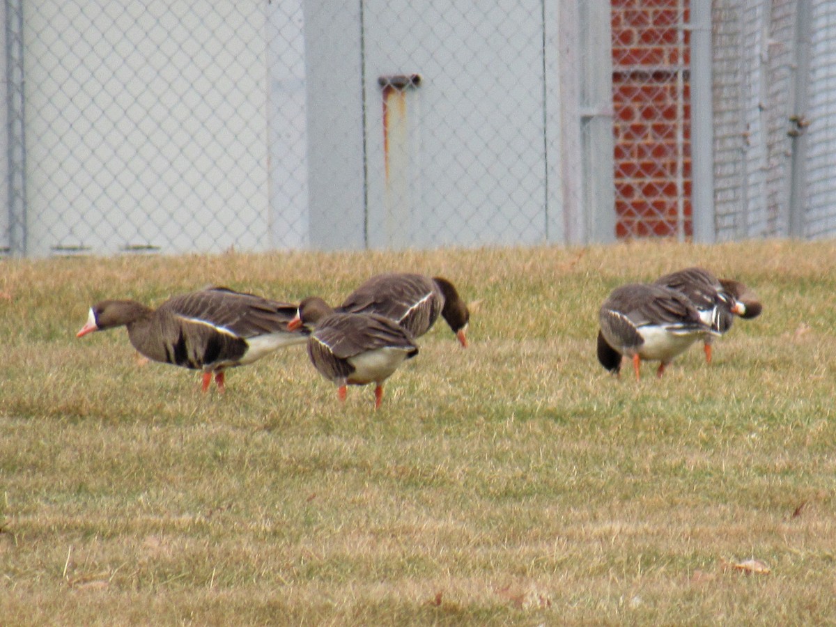 Greater White-fronted Goose - Joshua  Eastlake