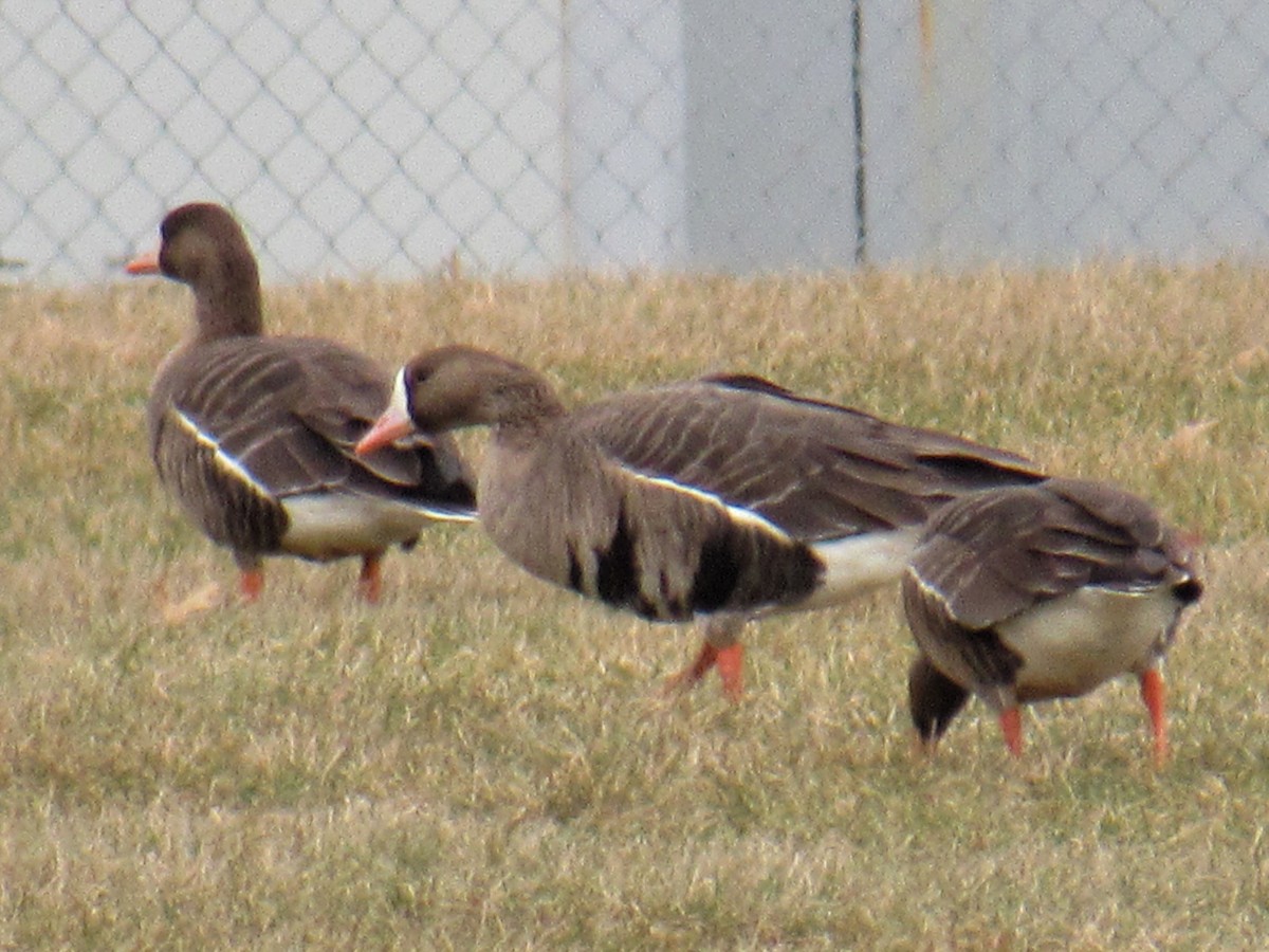 Greater White-fronted Goose - Joshua  Eastlake