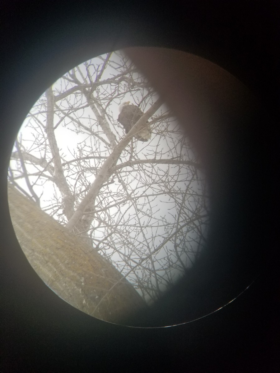 Bald Eagle - ML137166541