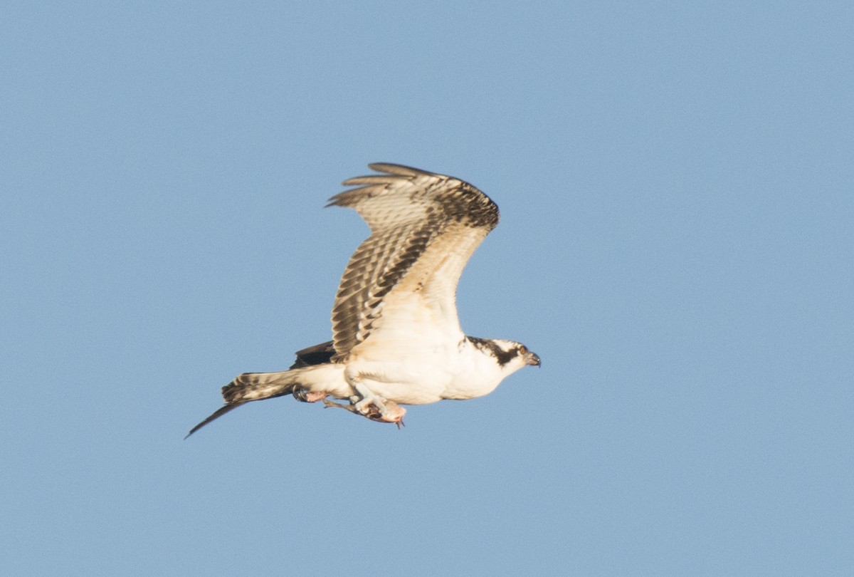 Balbuzard pêcheur - ML137166871