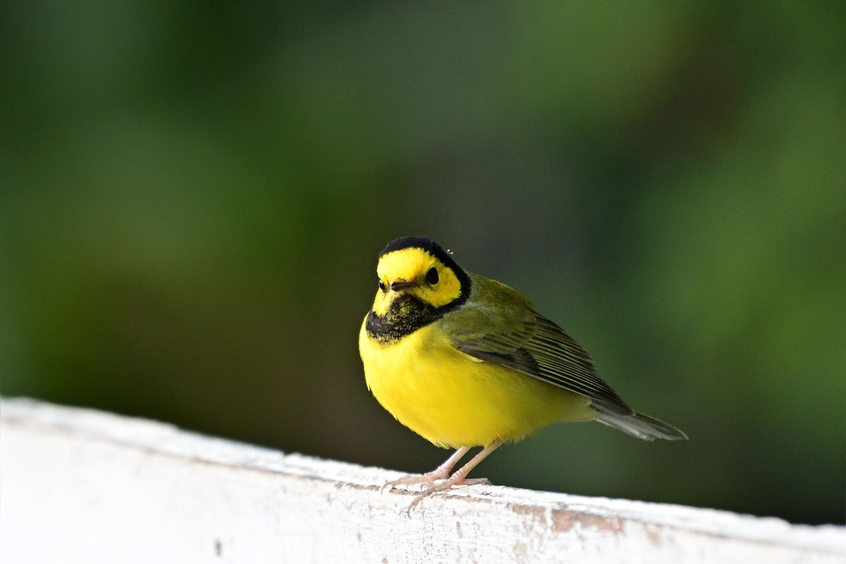 Hooded Warbler - Luis Guillermo