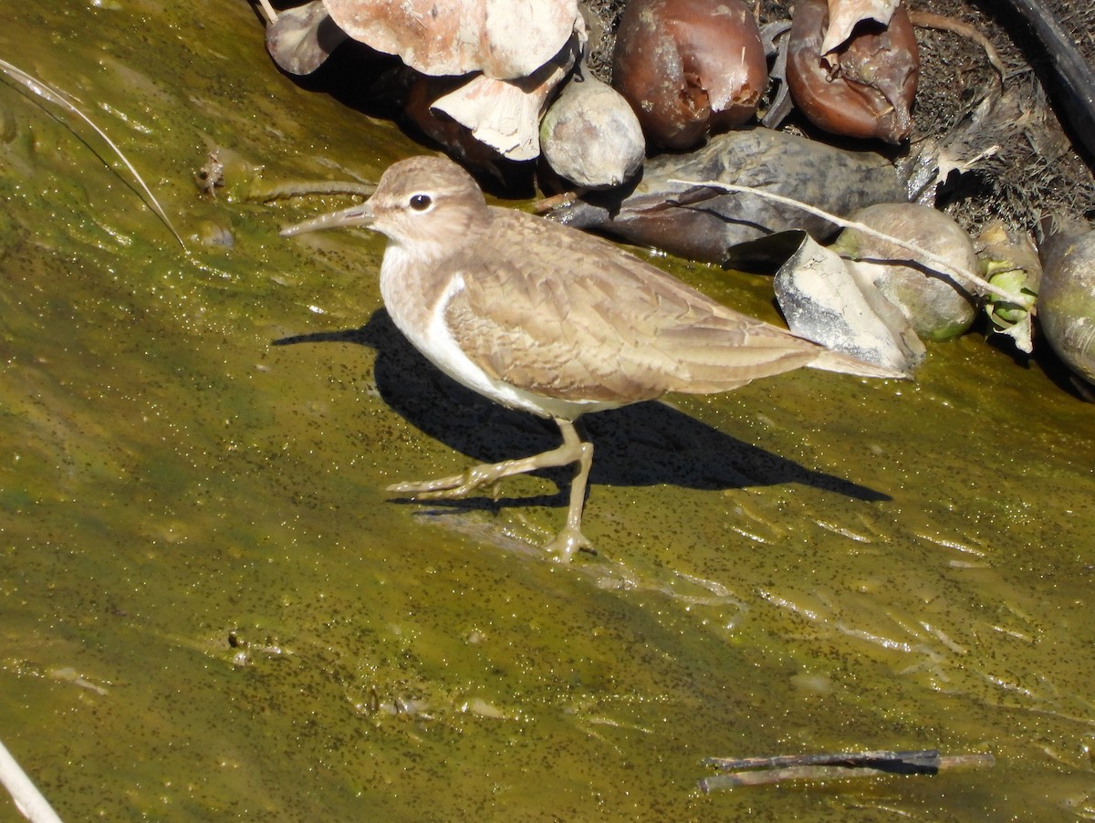 Common Sandpiper - Teresa Cohen