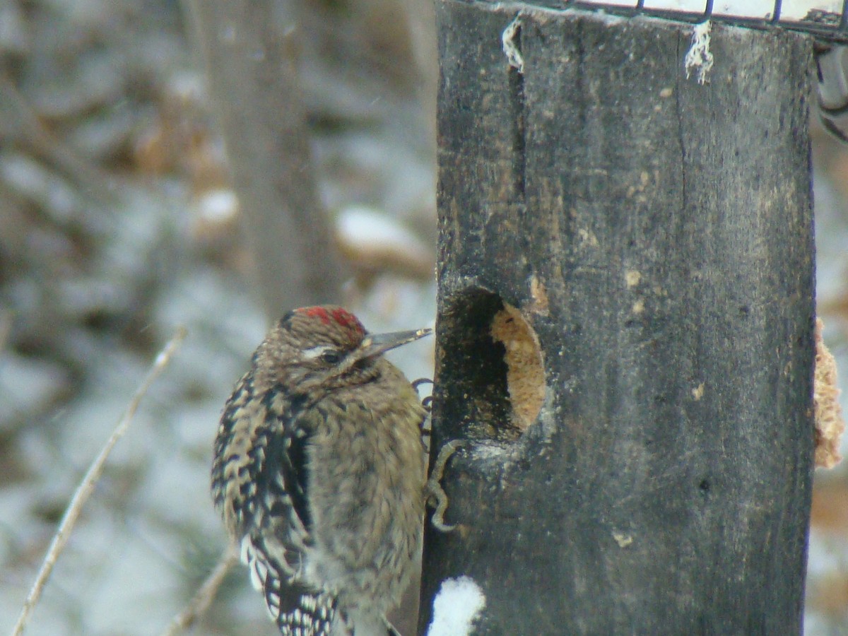 Yellow-bellied Sapsucker - ML137169391