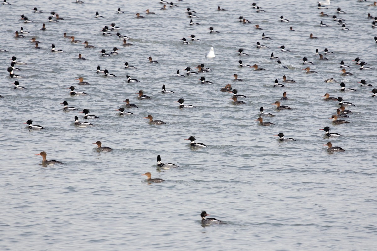 Red-breasted Merganser - ML137172711