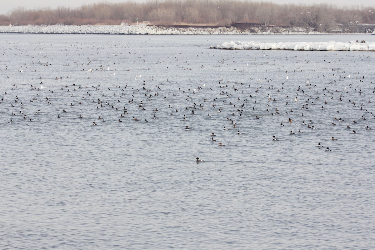 Red-breasted Merganser - Casey Weissburg