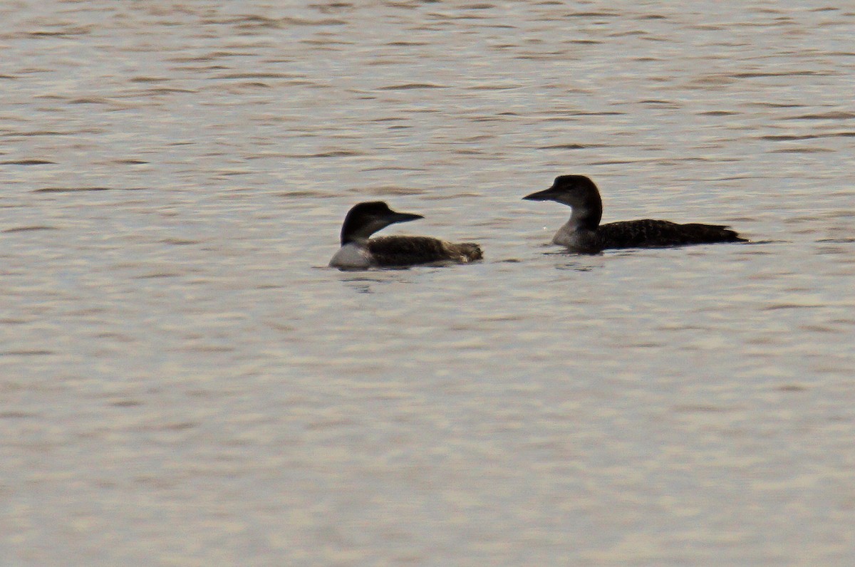 Common Loon - Dallas Hewett